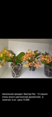Орхидея Голландия Ампельная
