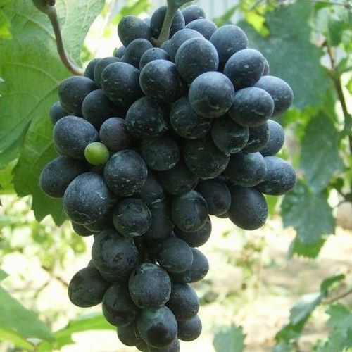 Vita de Vie (Nobila Altoita de Masa )