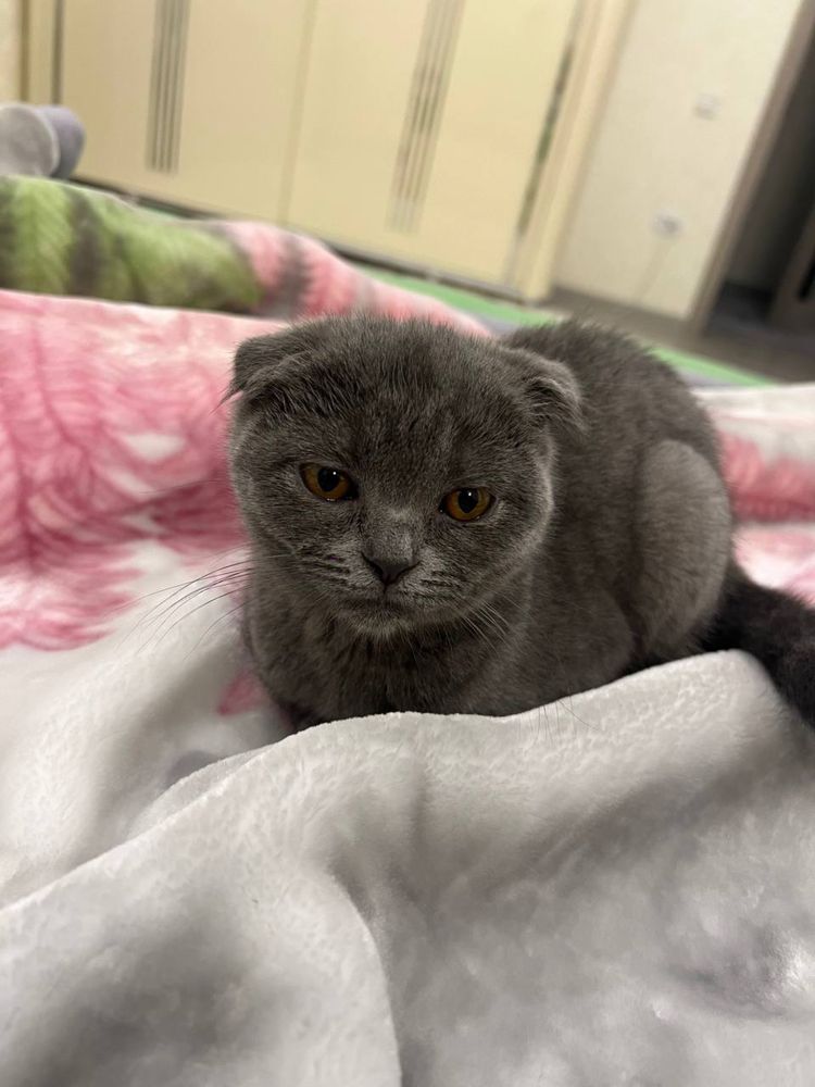 Scottish Fold toza qon sotiladi