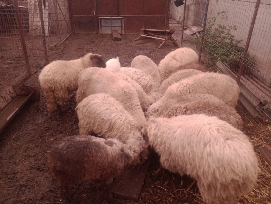 Vând 14 miele tânăre
