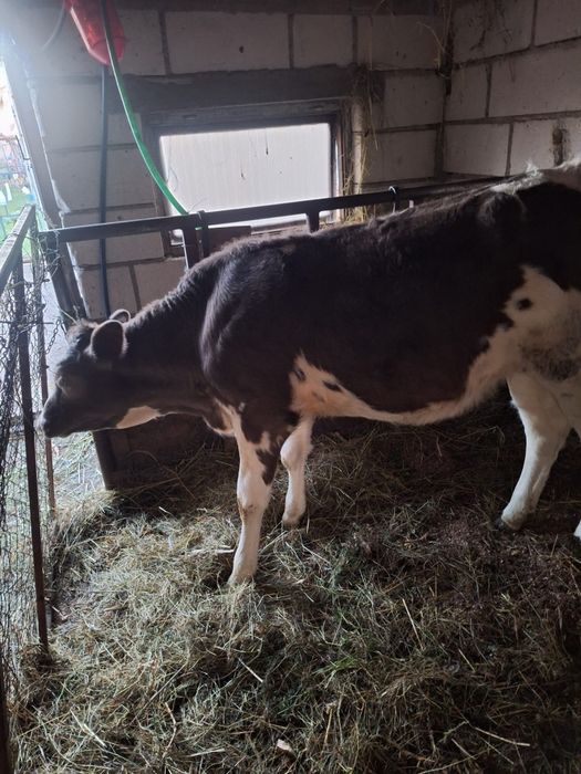 Vând Vitea Baltata Românească.