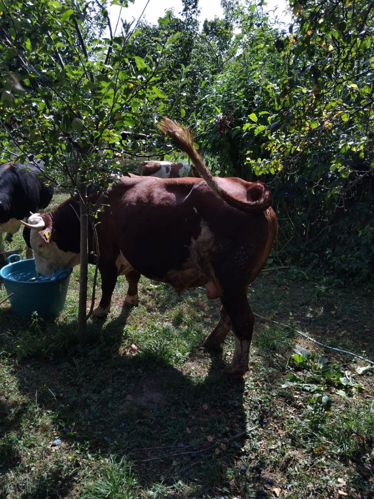 Taur de rasă de vanzare