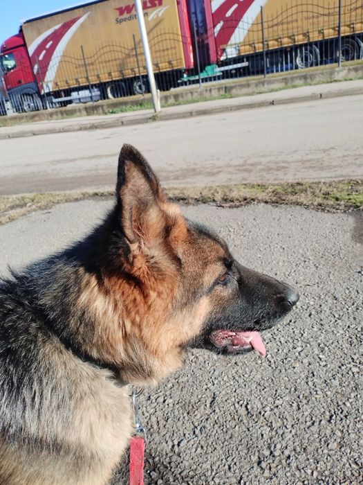 Немска овчарка търси своя дом