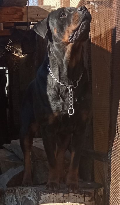 Продам щенков, ротвейлер мальчики и  девочки