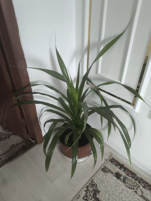 Продаю цветы домашние