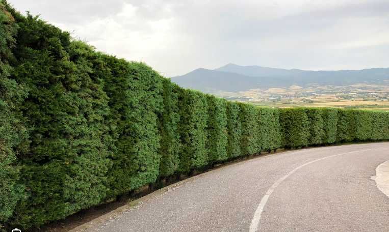 Ligustrum ovalifolium , Plata la livrare !