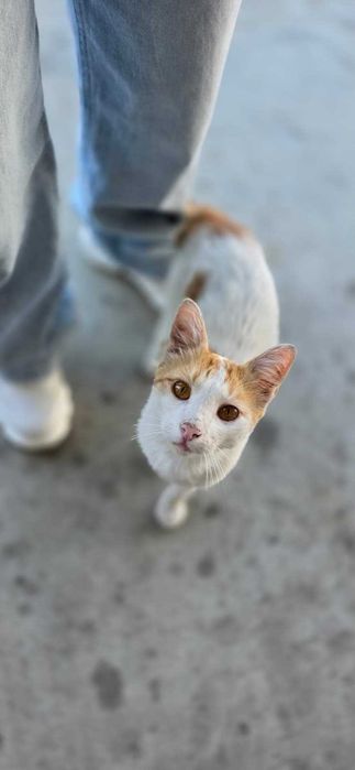 Adoptie donez Motan portocaliu cu alb 7-8 luni