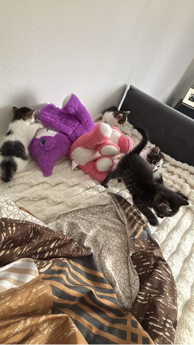 Pisici spre adoptie