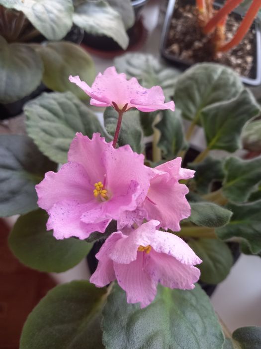 Продам цветы домашние