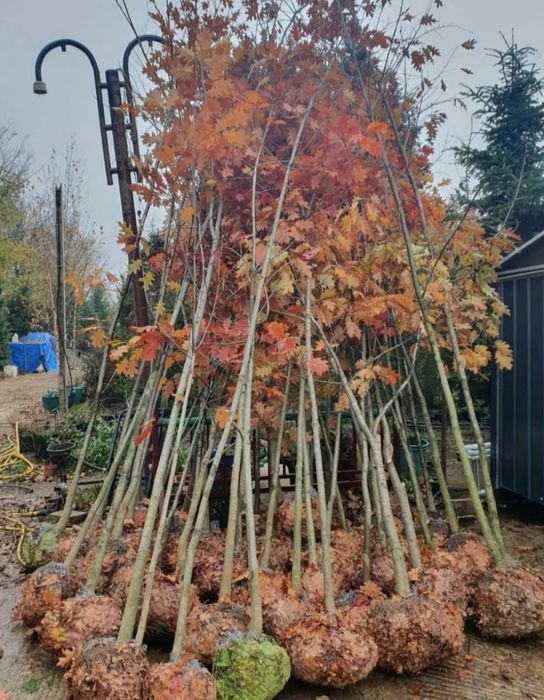 Plante Foioase, Stejar mesteacăn mutitulpinar, tei argintiu, en-gross