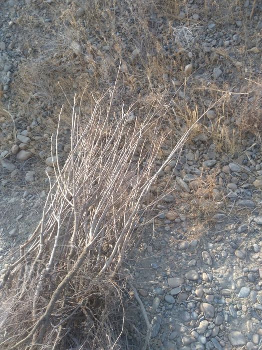 Mesni sadda qayragoch