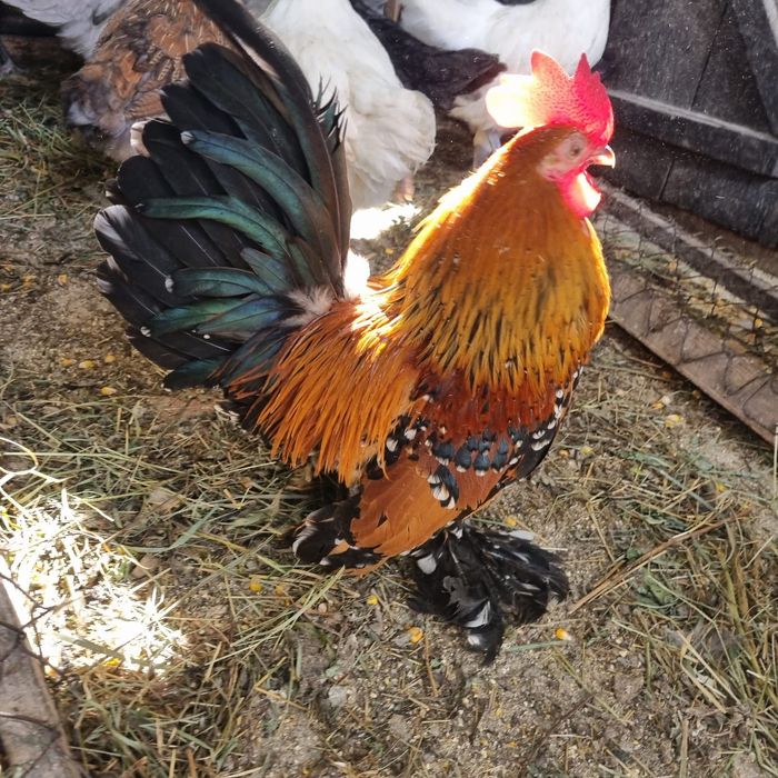 Găini mii de flori