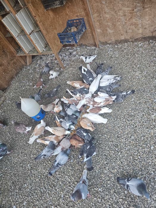 Porumbei voiajori de vânzare –toate culorile, sănătoși și bine îngriji