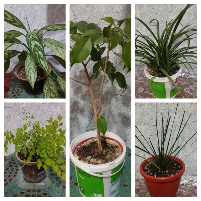 Комнатные цветы .