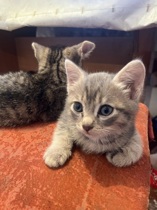 Отдам котят бесплатно