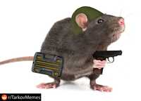 Дезинфекция крысы от мышь