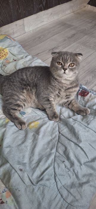 Продаётся шикарный котик шотландский вислоухий скоттиш фолд.