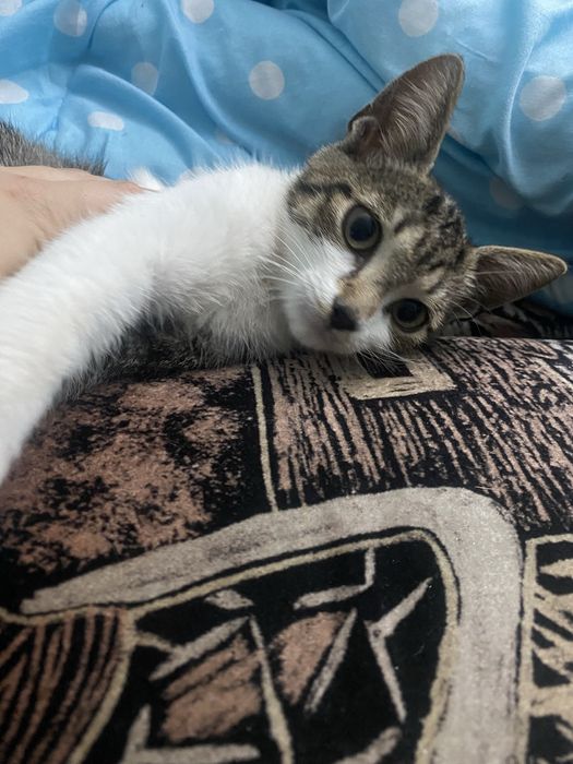 Dau in adoptie pui de pisica-urgent!!