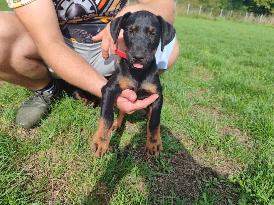 Disponibil spre o casa noua catel  4 luni jakd terrier