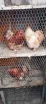 De vanzare 4 cocosi cochinchina pitic