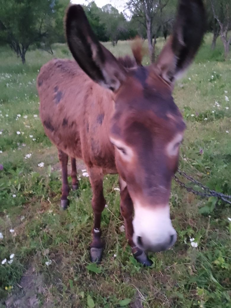 Vând măgar 2 ani