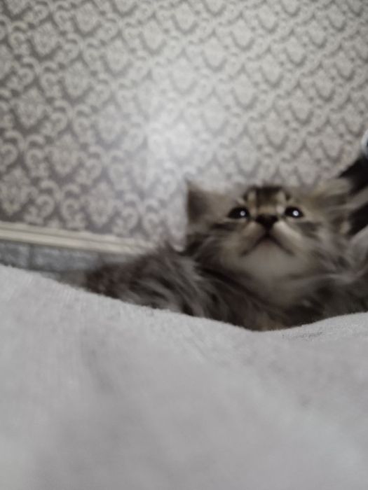 Отдам бесплатно котёнка