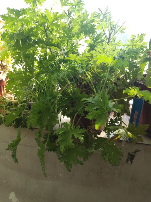 Цветя. Алое,саби,индрише и манго. Драконова бегон деия.