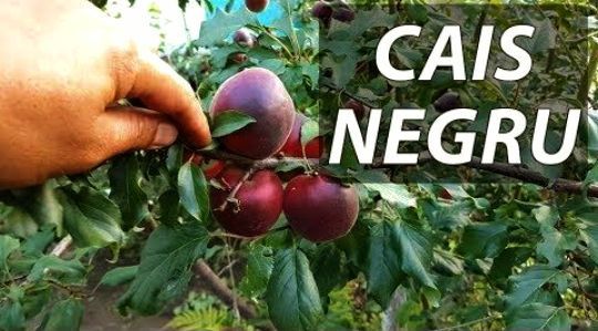 Cais (Prințul Negru )