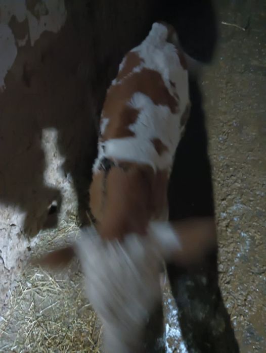 Vand vitea de o saptamana detali la nr de tel