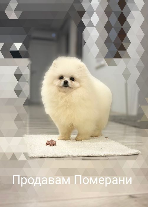 Продавам Померани