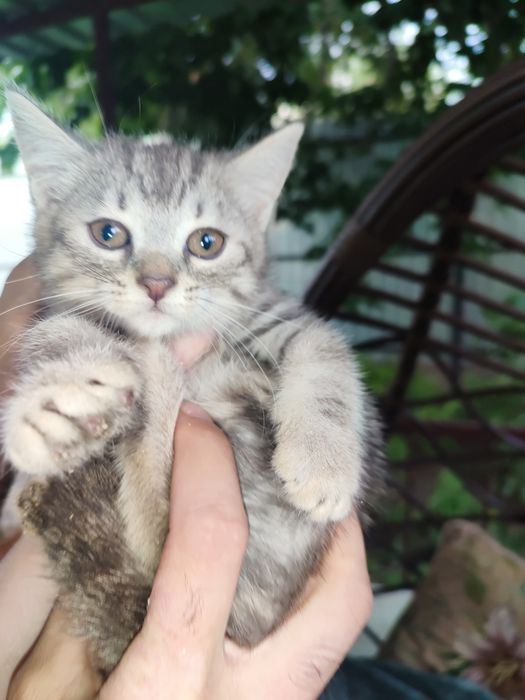 Отдам котенка в добрые руки