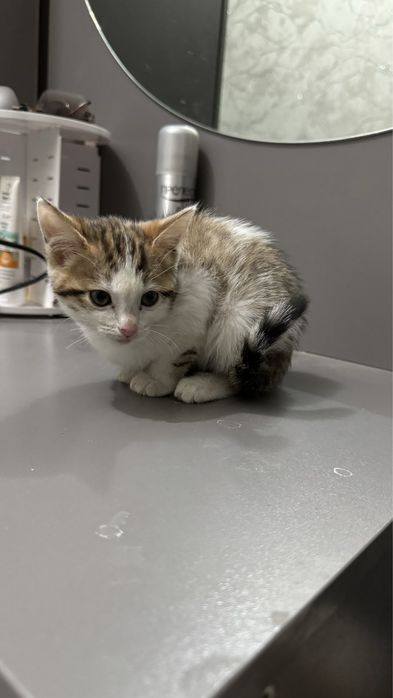 котенок девочка в добрые руки