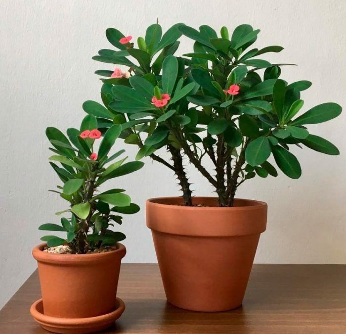 Archa kesish  xar xil mevali daraxtlar kesish dorilash