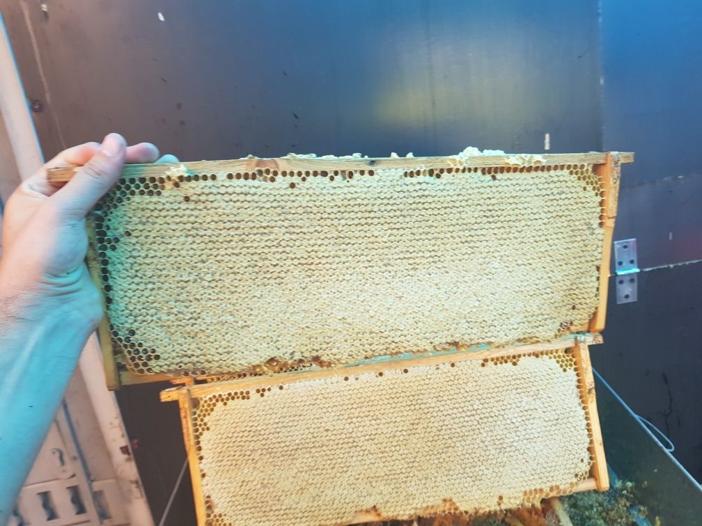 Miere de albine de salcam,tei,poliflora,rapita 100% naturala
