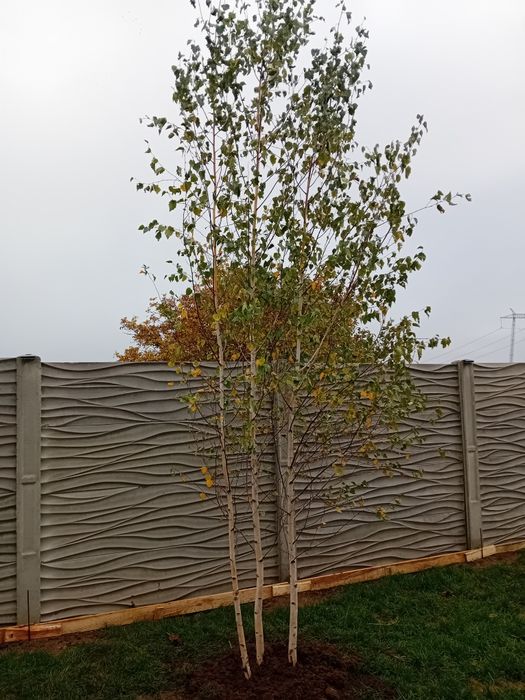 Vând mesteacăn alb ornamental diferite dimensiuni