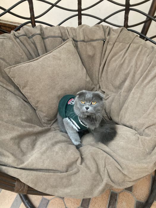 ПРОПАЛ кот/Пропала кошка