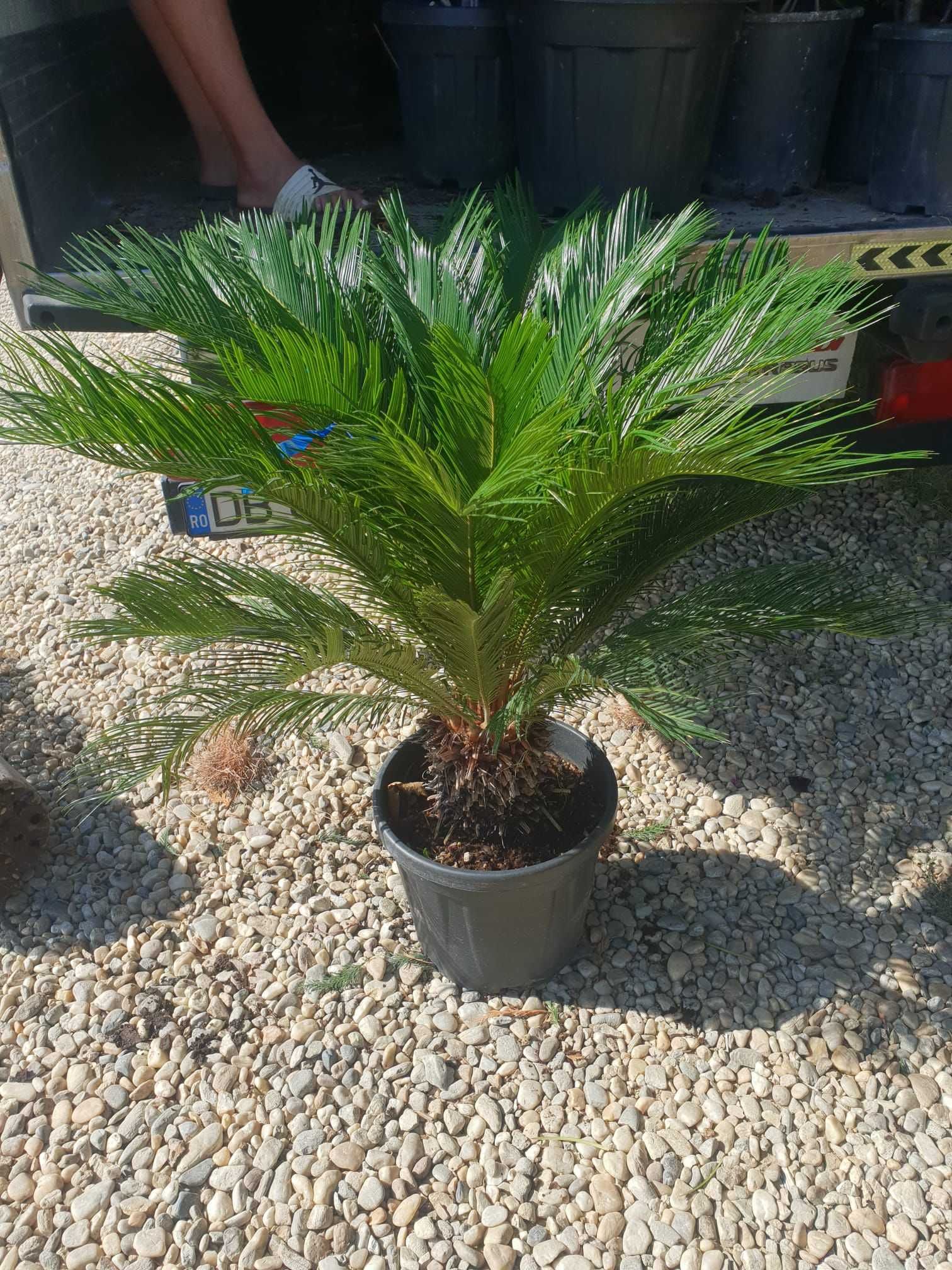 Grădina ta merită cele mai frumoase plante decorative