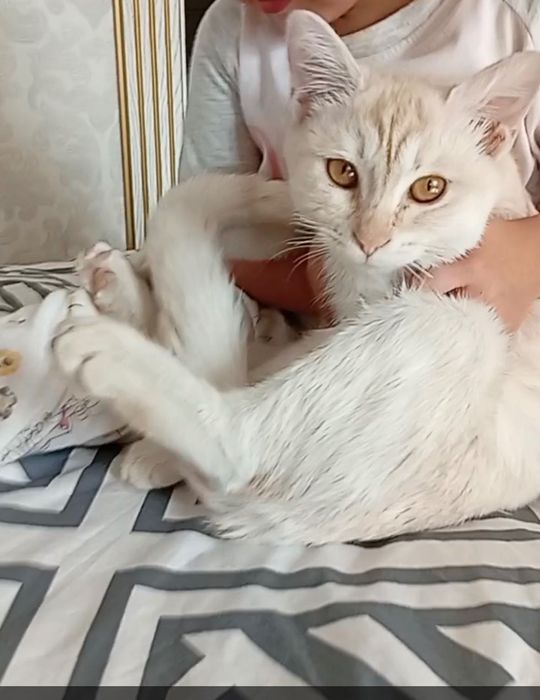 Отдам даром кошку