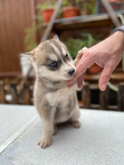 Femela husky siberian, exemplar deosebit!