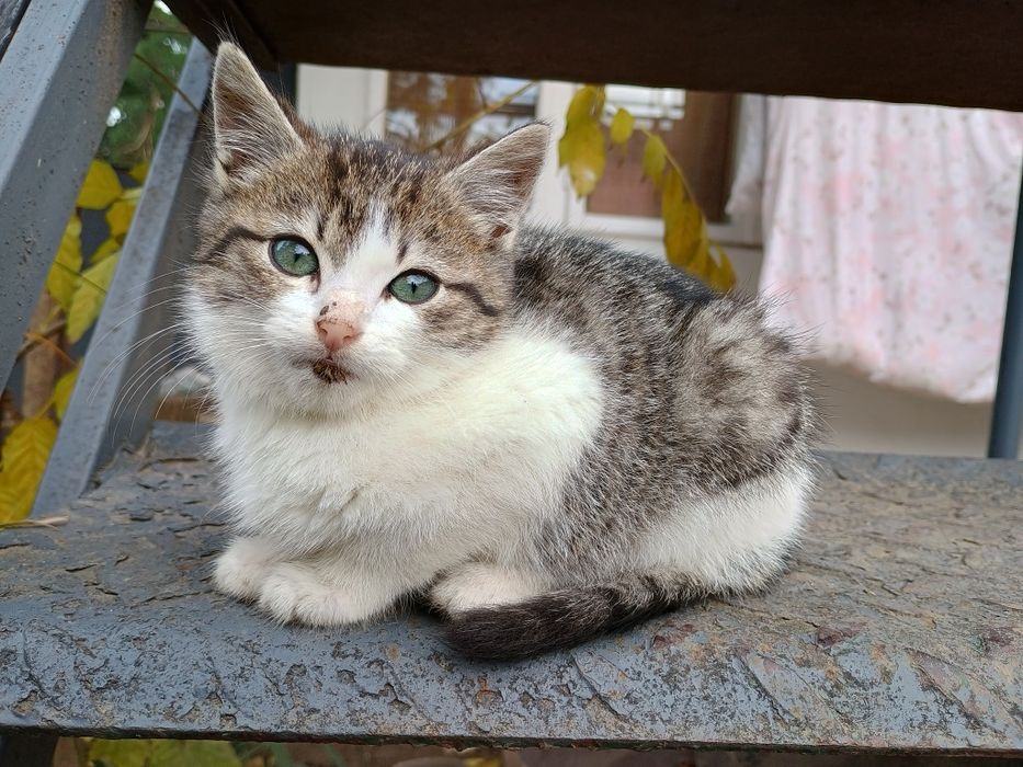 Donez pisica pui de 3 luni este băiat