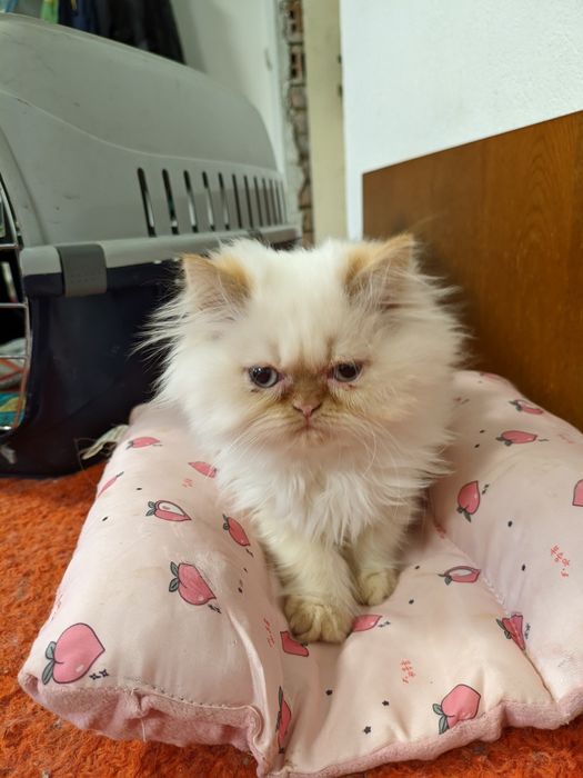 Продавам чистокръвни персийски котенца