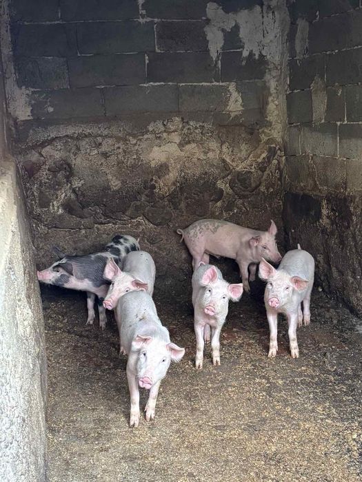 Продават се малки прасенца