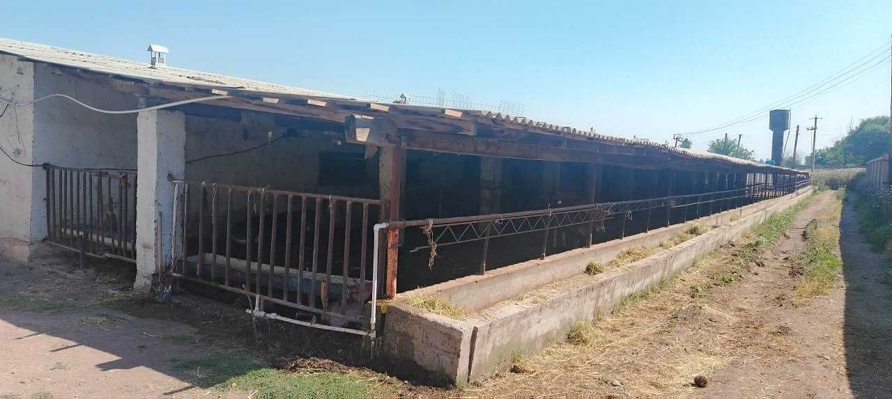 Uzun tumanida Qoramolchilik fermasi sotiladi