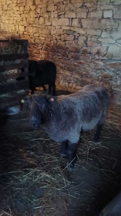 Продавам коч Мирон шароле