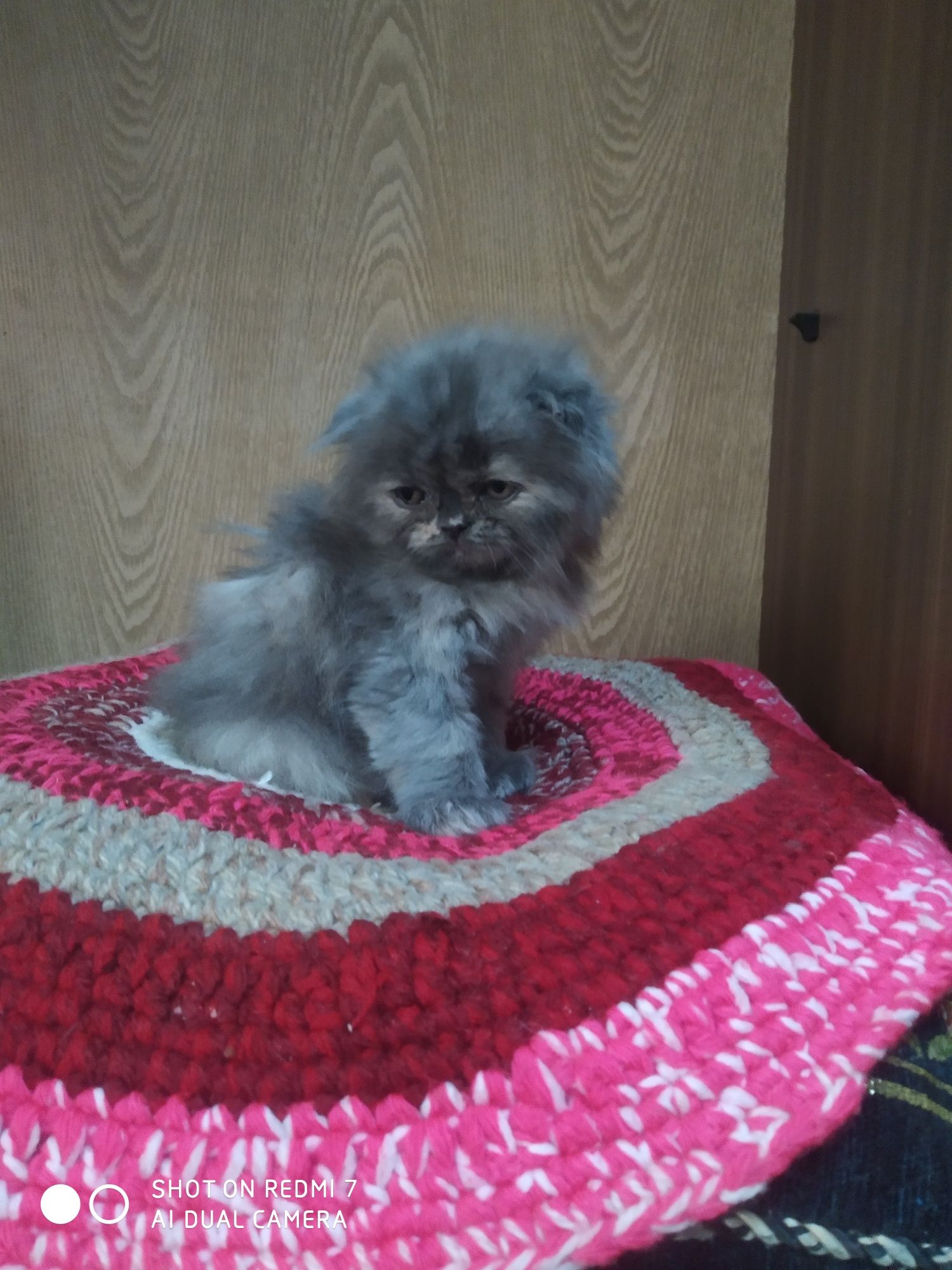 Скотиш фолд котенок