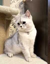Вязев, шикарного британского кота, окрас серебристая шиншила!