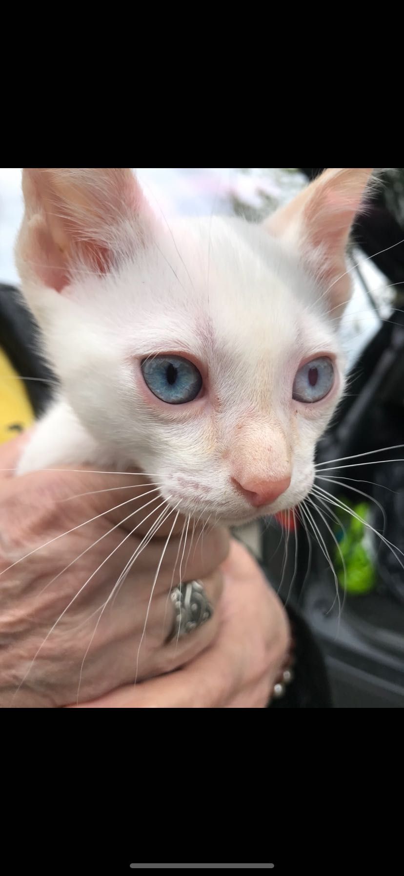 Adoptie pisoi birmanezi metisi 2 luni jumatate