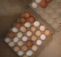 Продавам Домашни яйца 15 лева кората