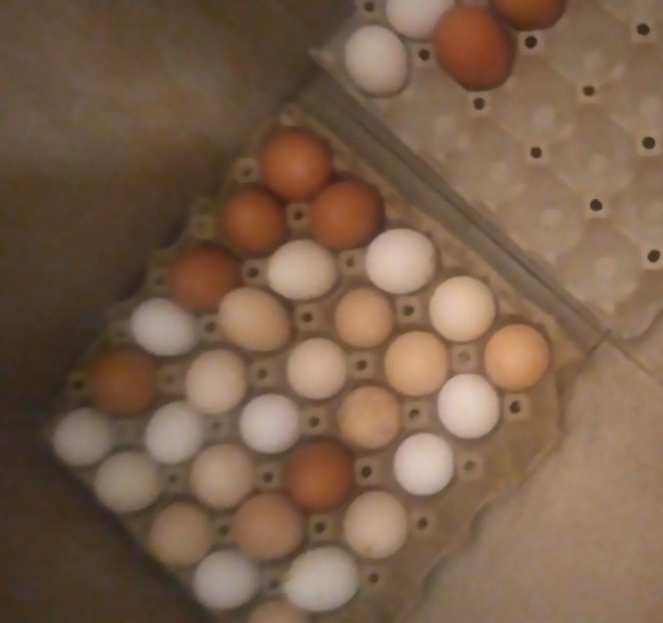 Продавам Домашни яйца 12 лева кората