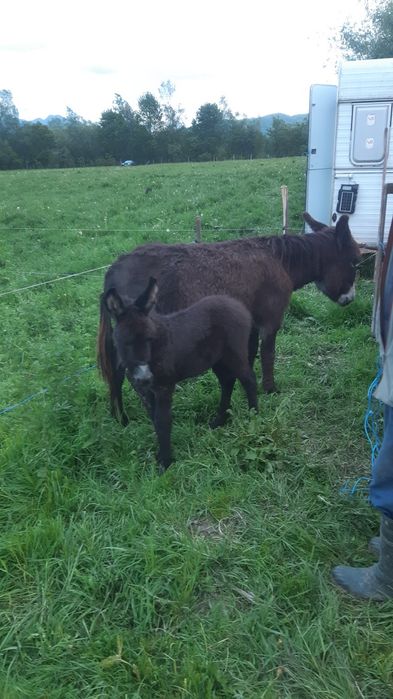 Lapte de măgăriță